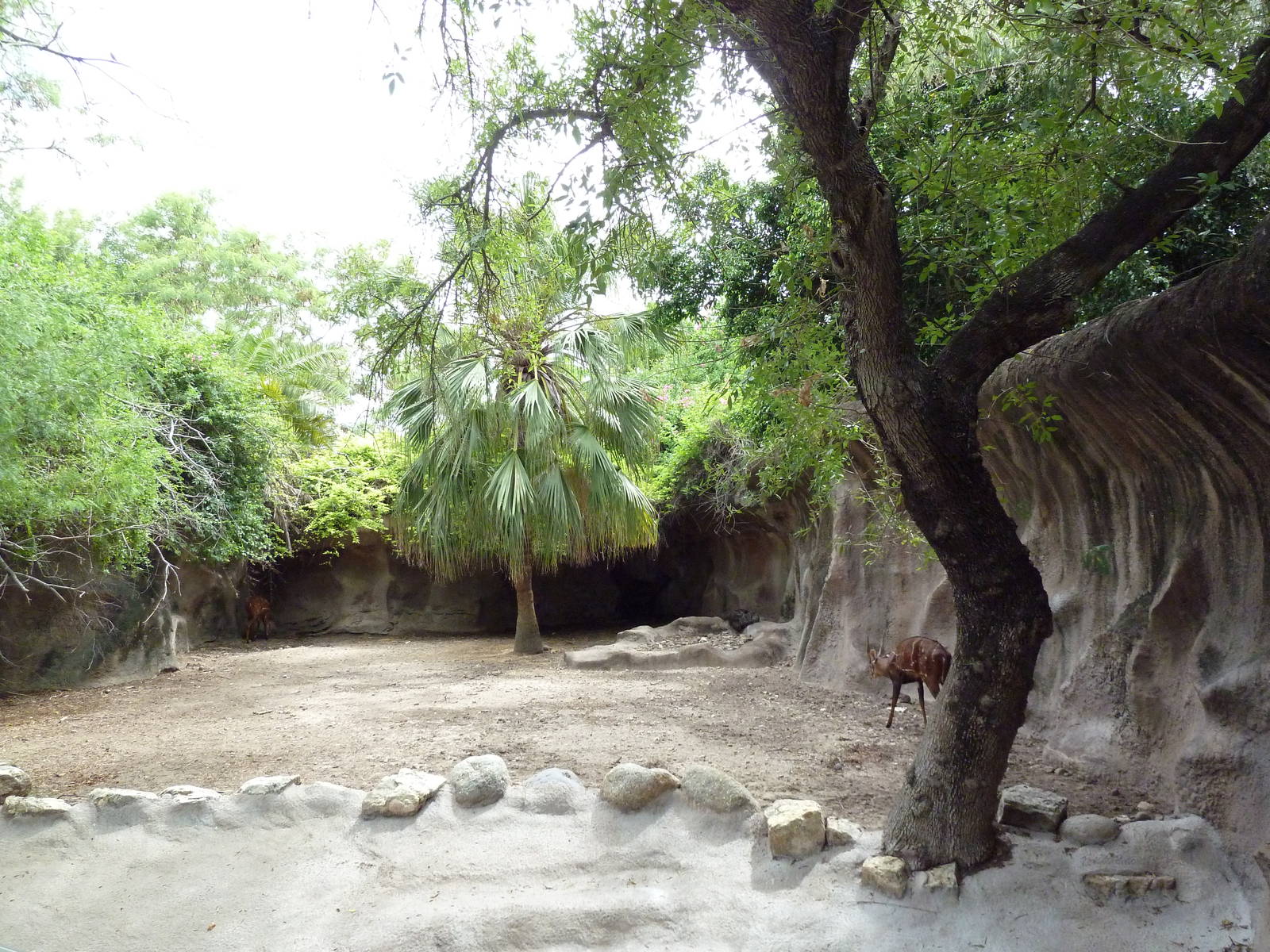 Harnessed Bushbuck Exhibit