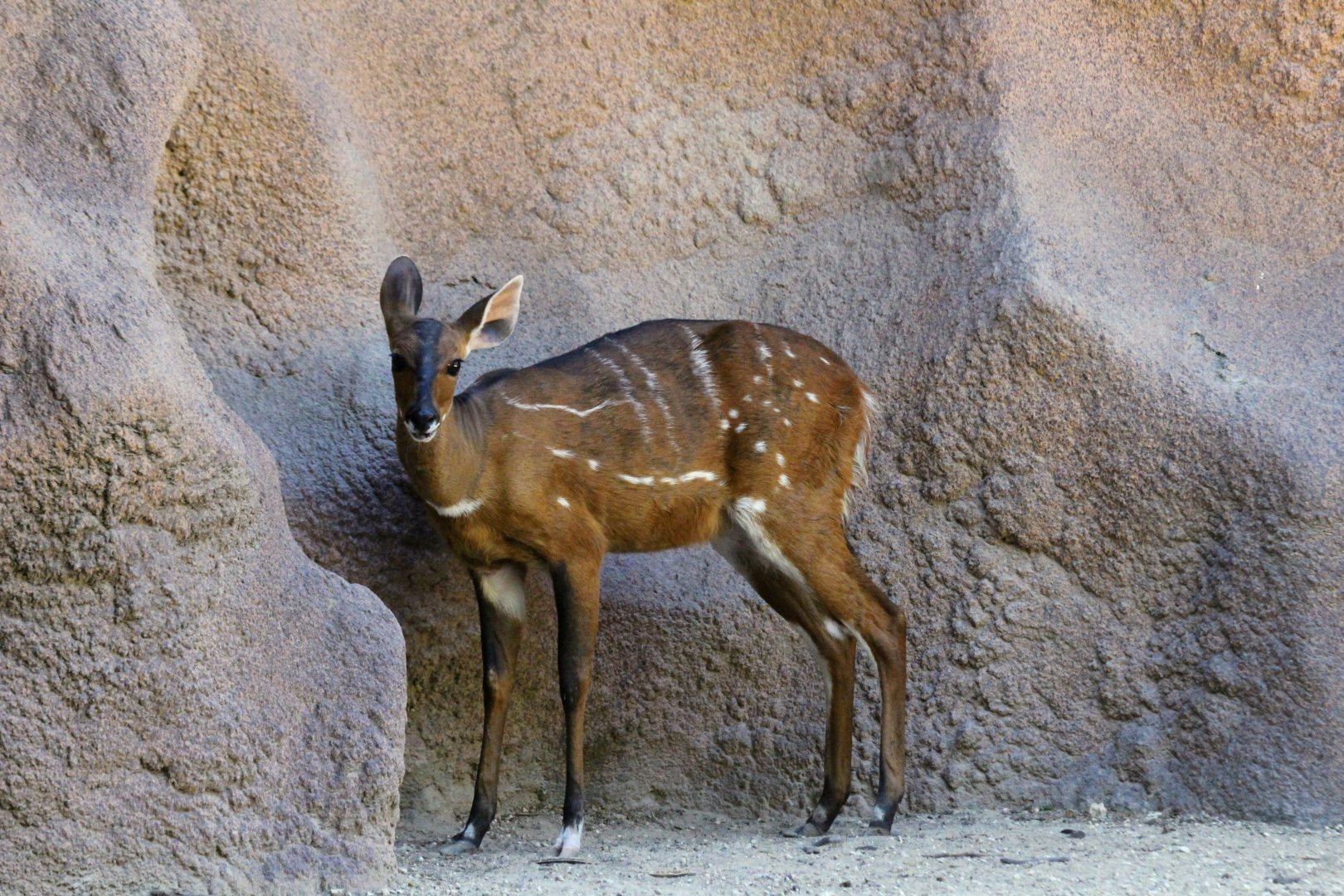 Harnessed Bushbuck (female)