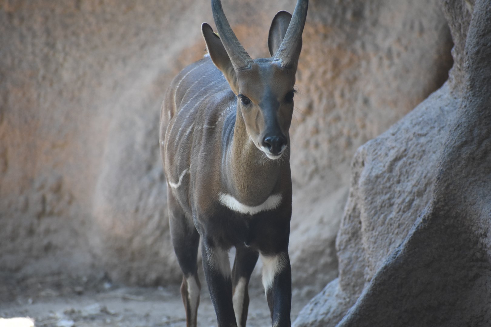 Harnessed bushbuck - male