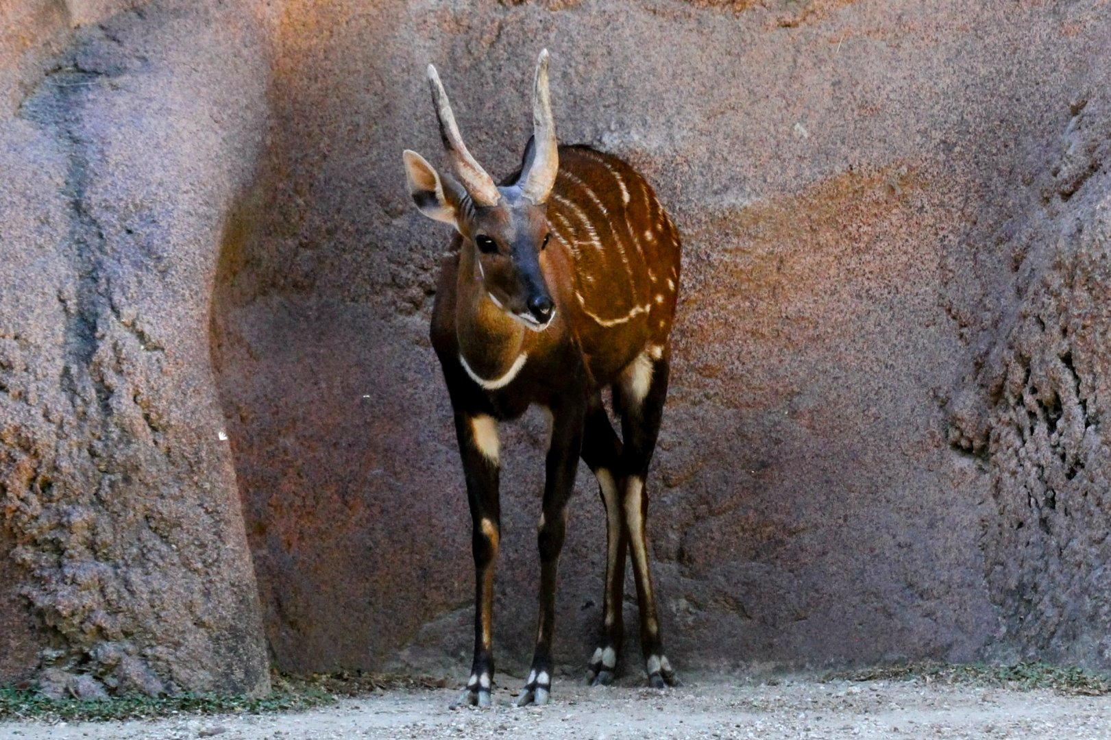 Harnessed Bushbuck (male)