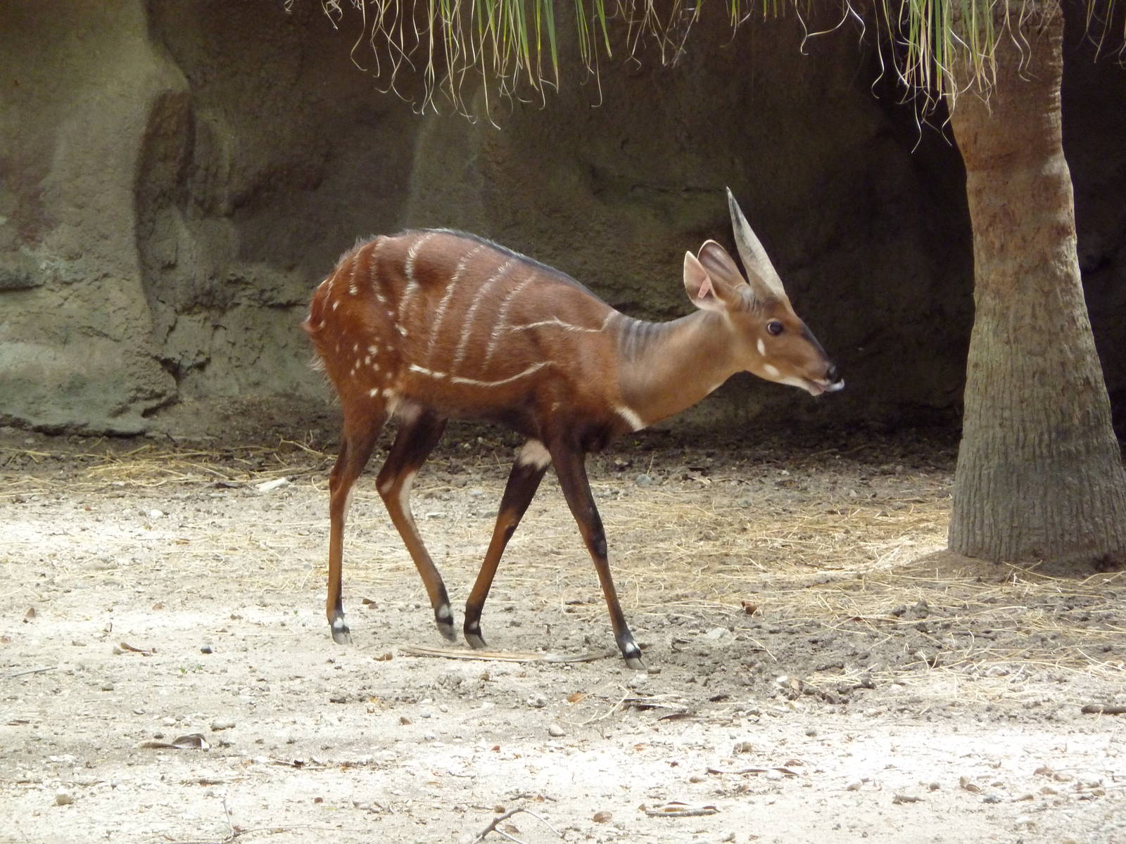 Harnessed Bushbuck