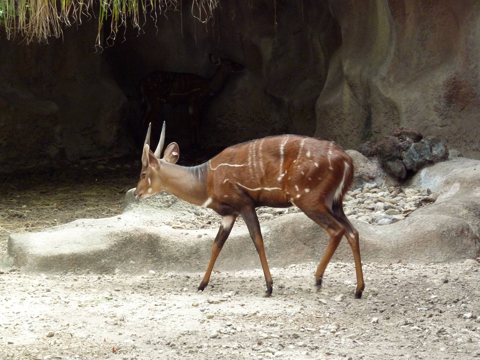 Harnessed Bushbuck