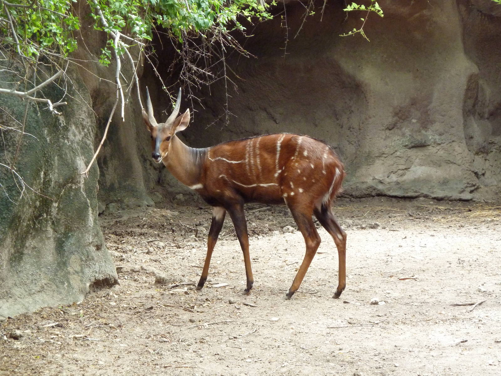 Harnessed Bushbuck