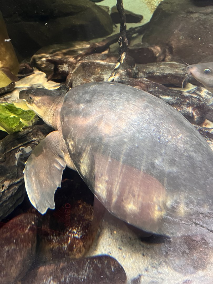 Harold the pig-nosed turtle