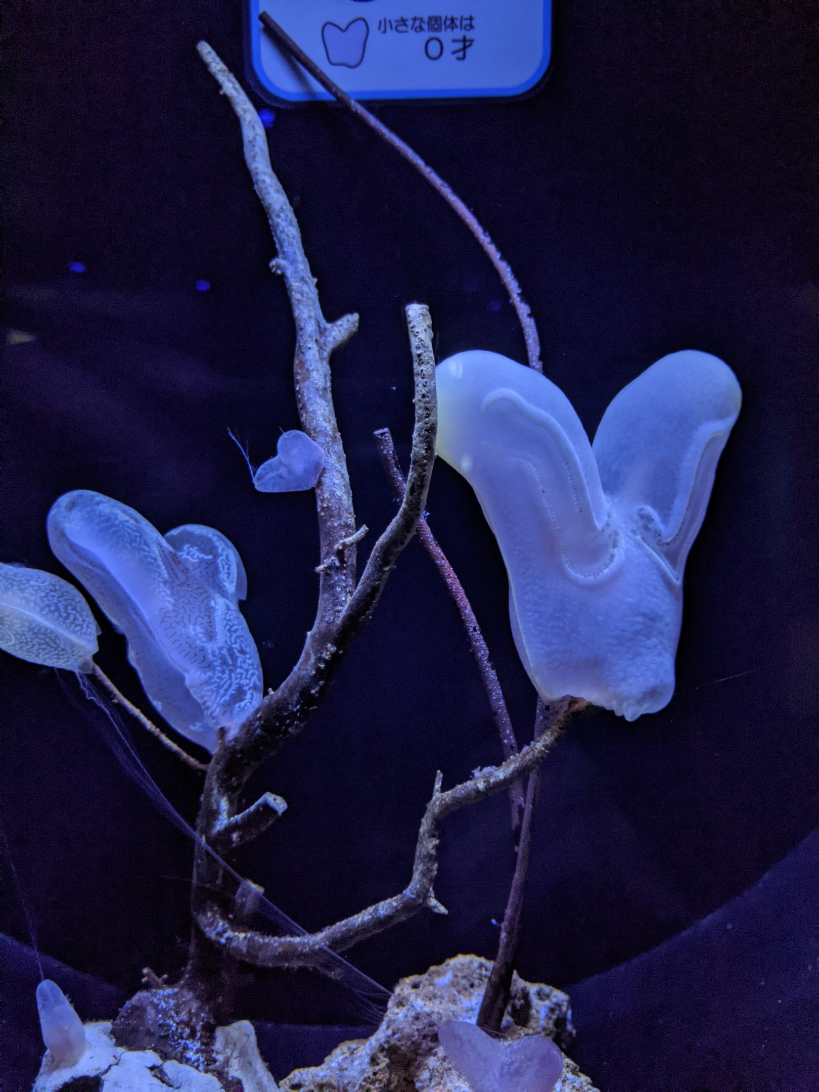Harp Comb Jelly (Lyrocteis imperatoris)