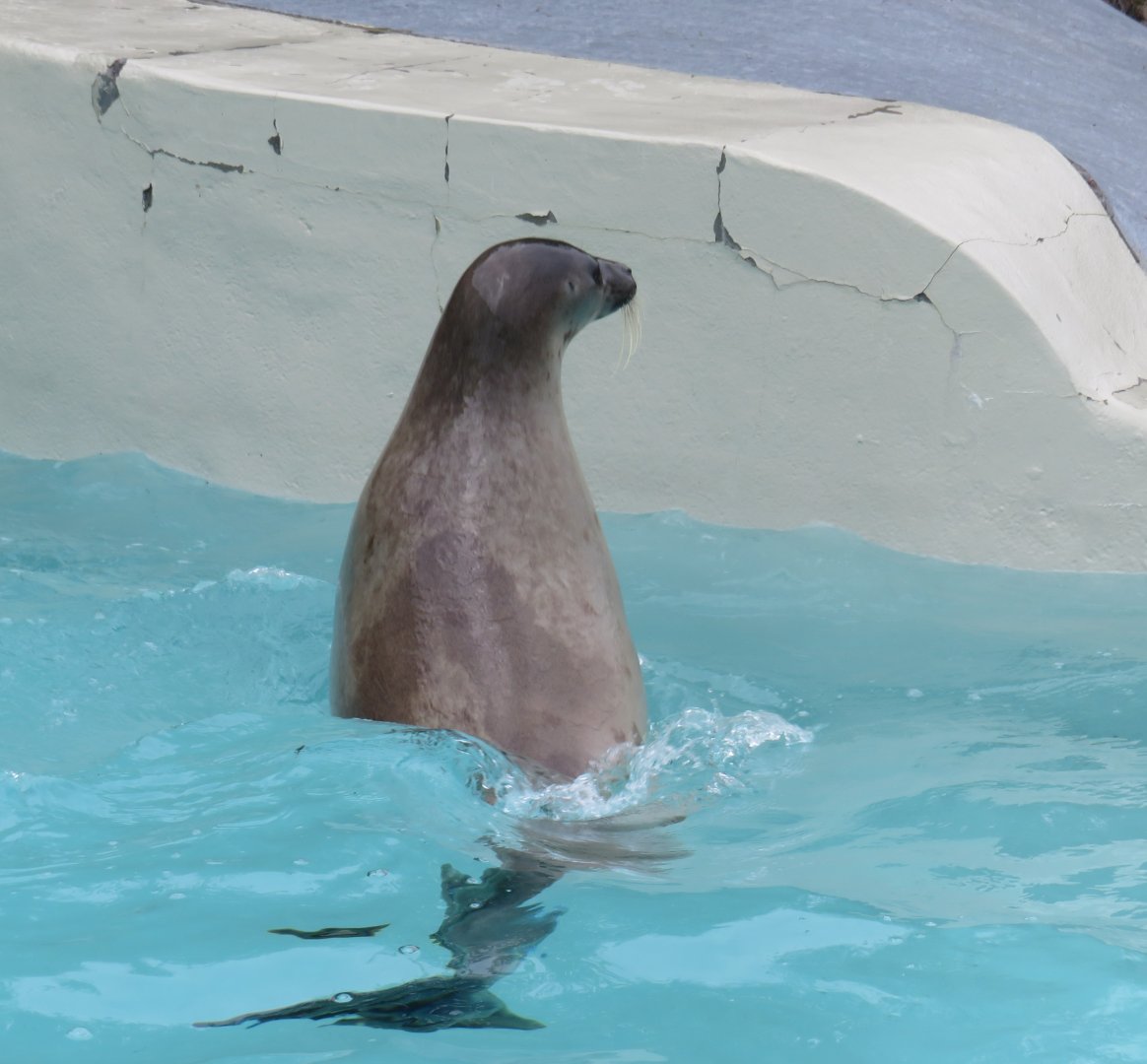 Harp seal in the water