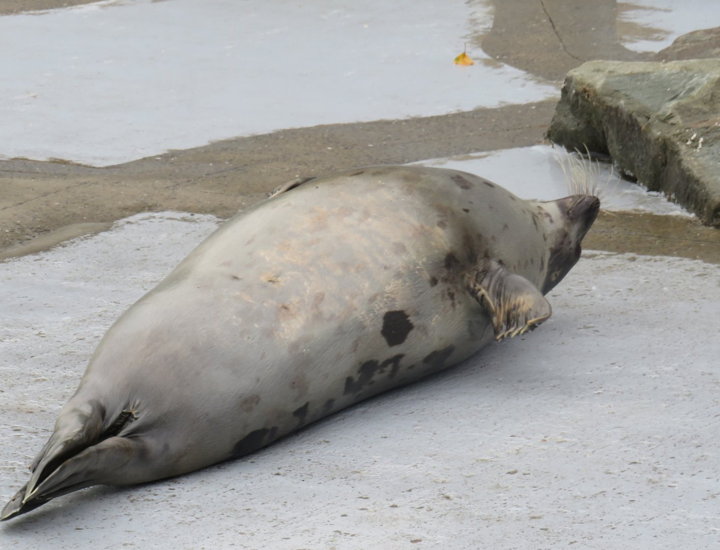 Harp seal on its back
