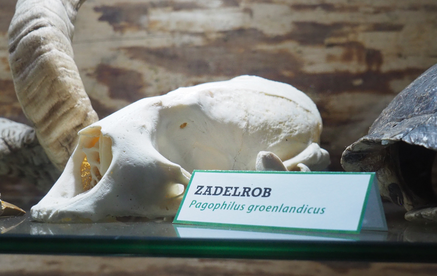 Harp Seal (Pagophilus groenlandicus) skull, 2022-05-17