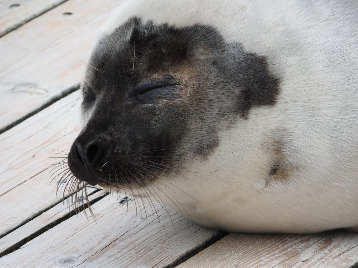 Harp Seal