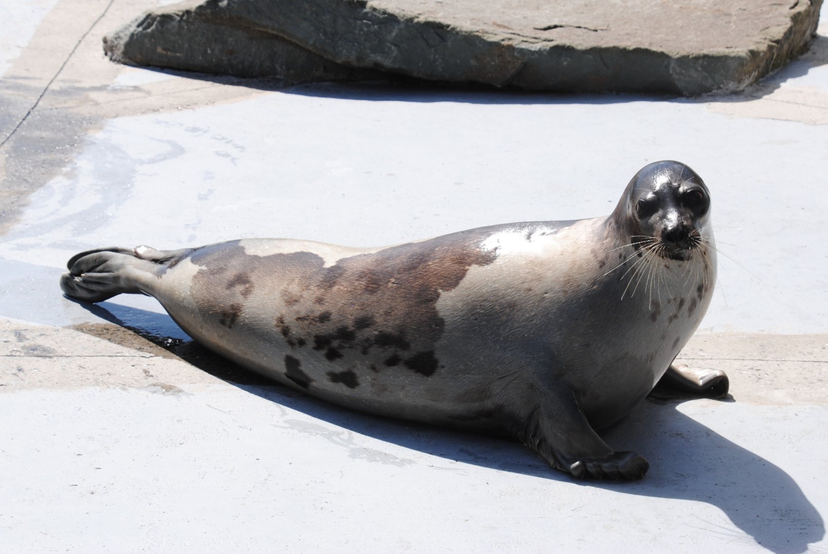 Harp Seal