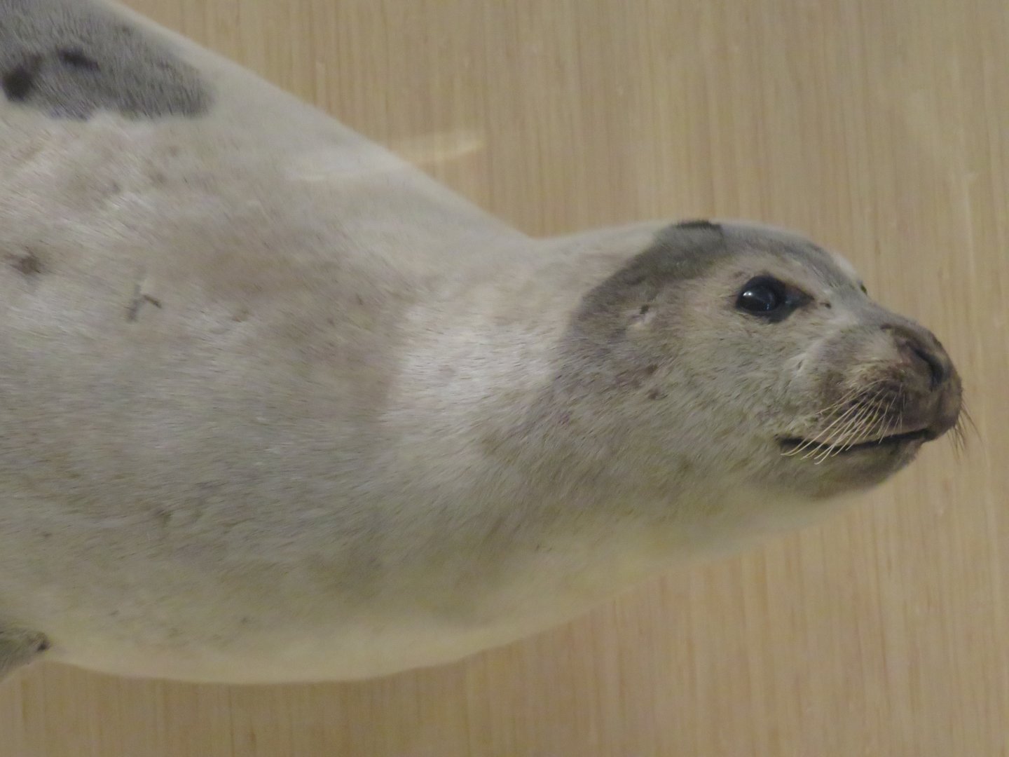 Harp seal