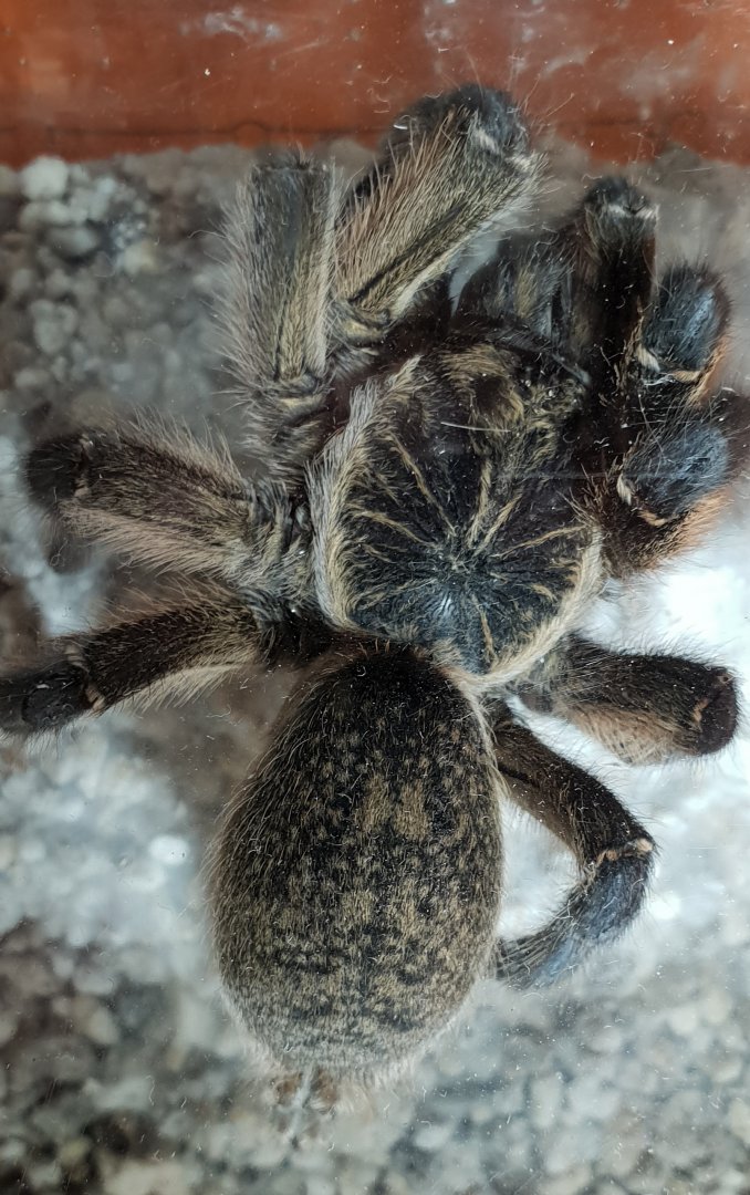 Harpactira pulchripes