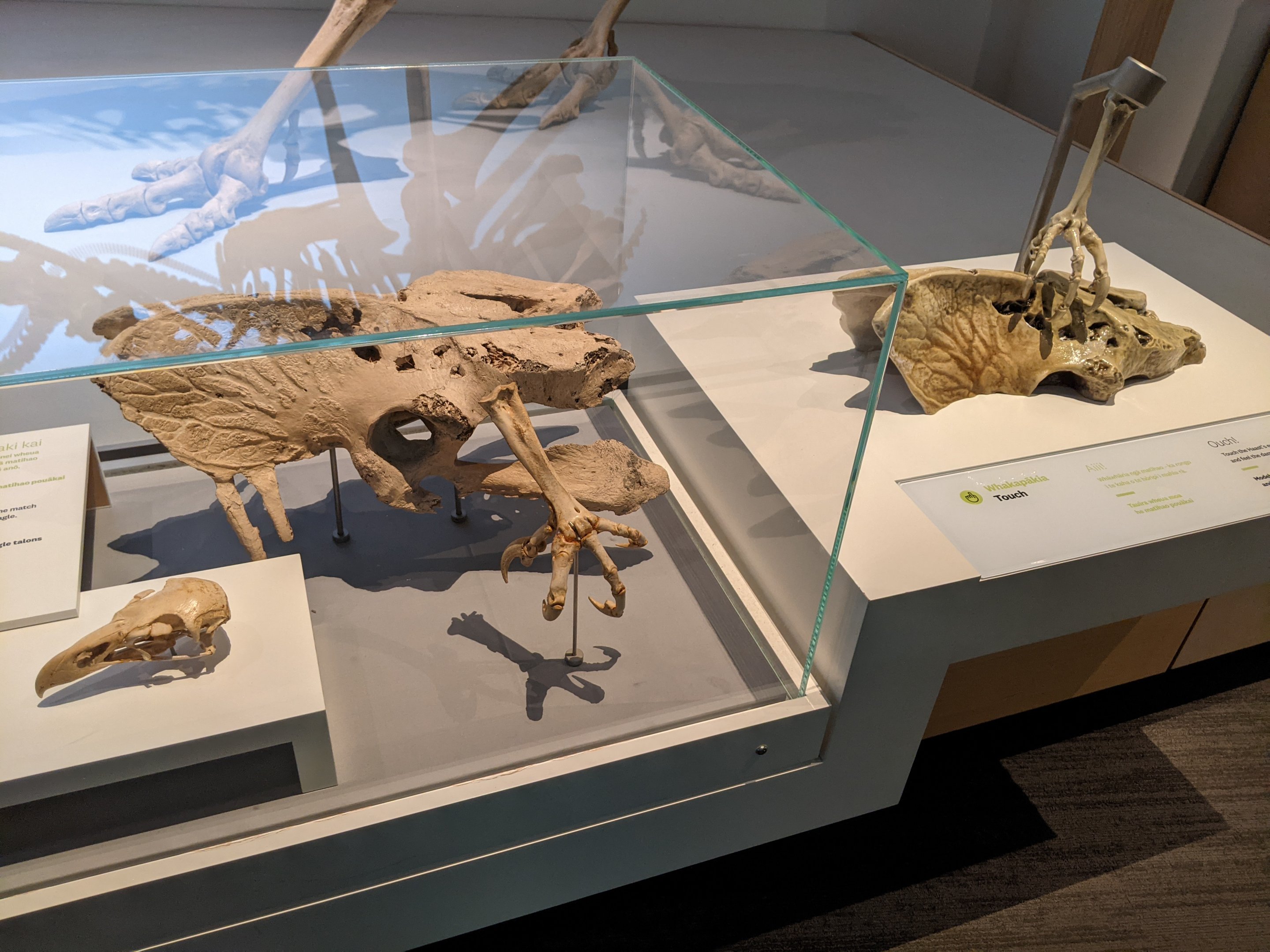 Harpagornis display