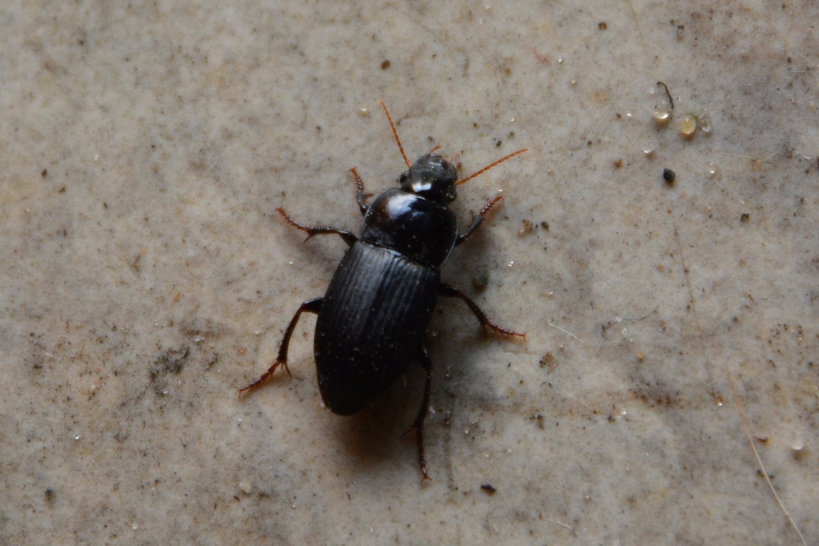 Harpalus ground beetle (Harpalus sp.)