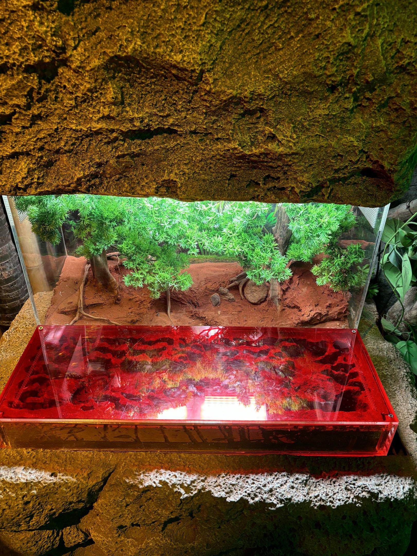 Harpegnathos Venator Exhibit