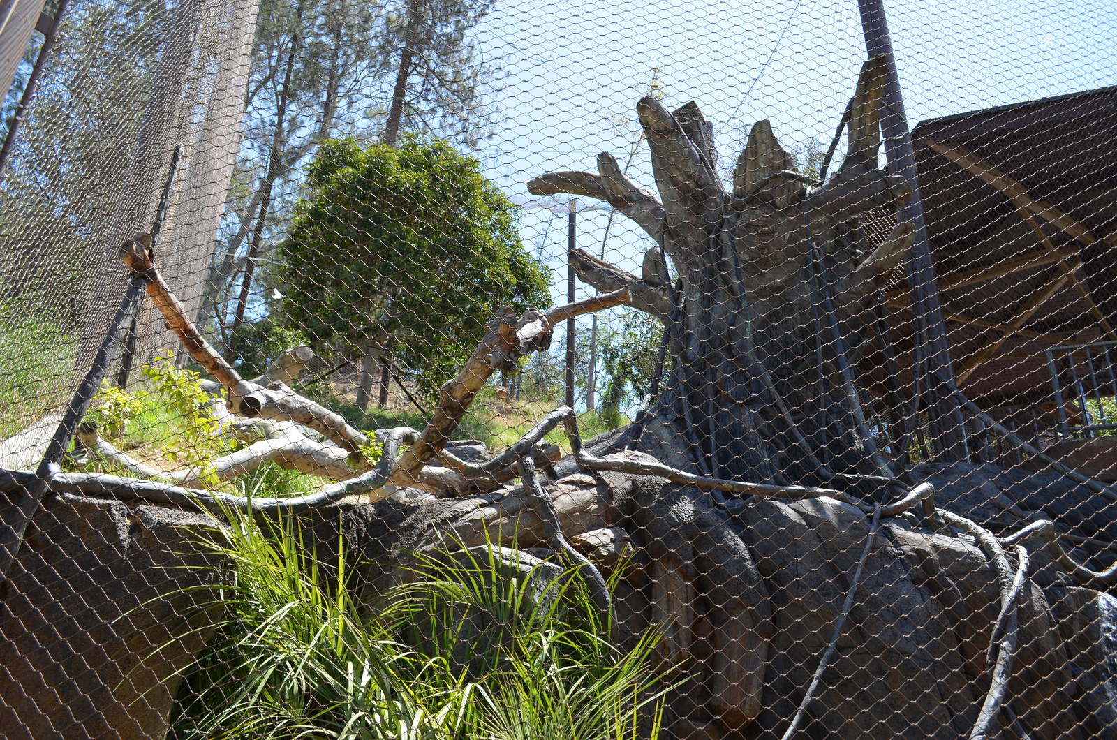 Harper Eagle Aviary Lower Level