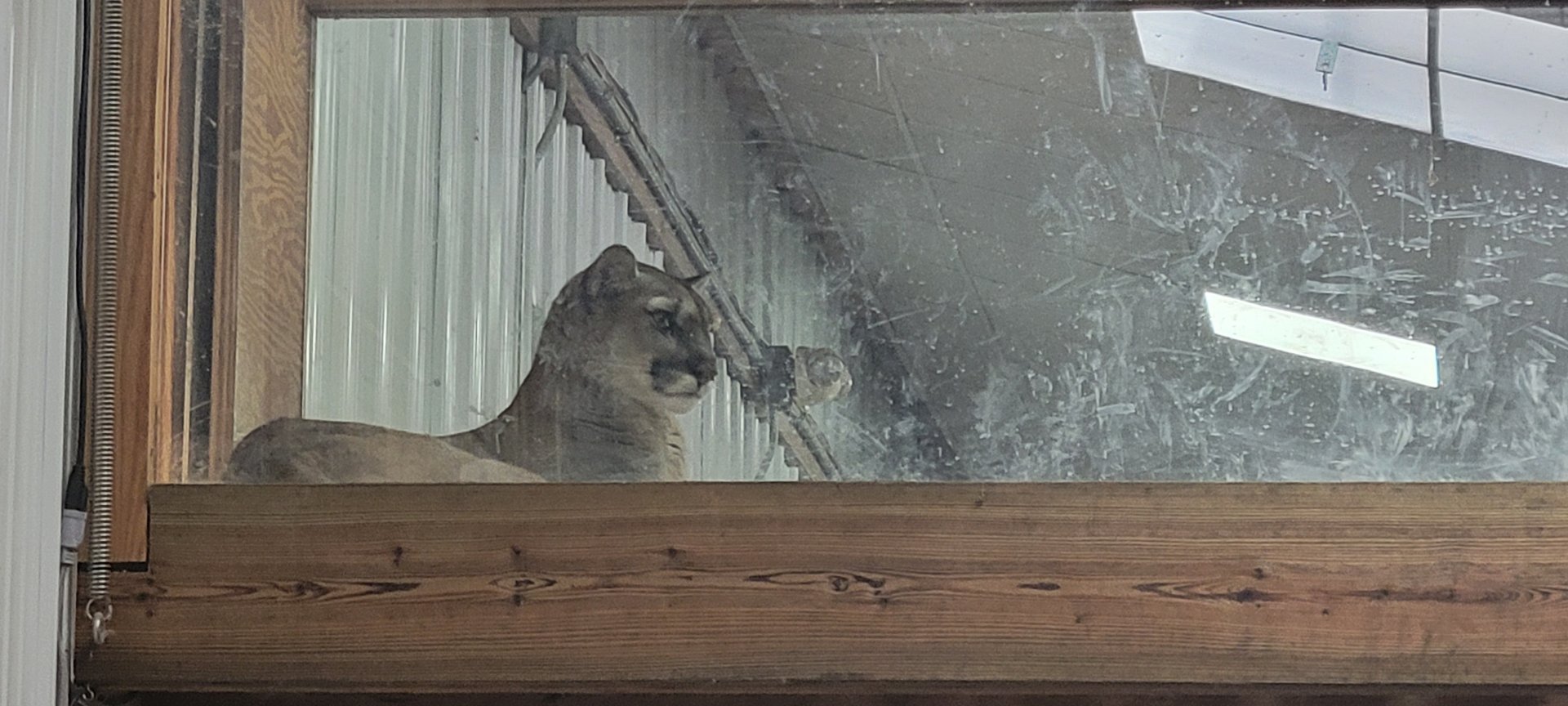 Harper the Cougar (1/25/25)