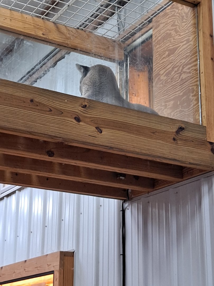 Harper the Cougar (1/25/25)