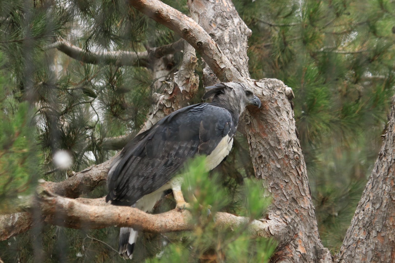 Harpie Eagle  (June 2019)