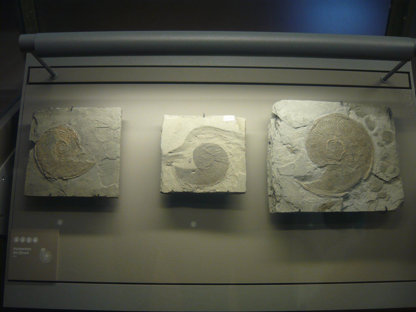 Harpoceras falciferum