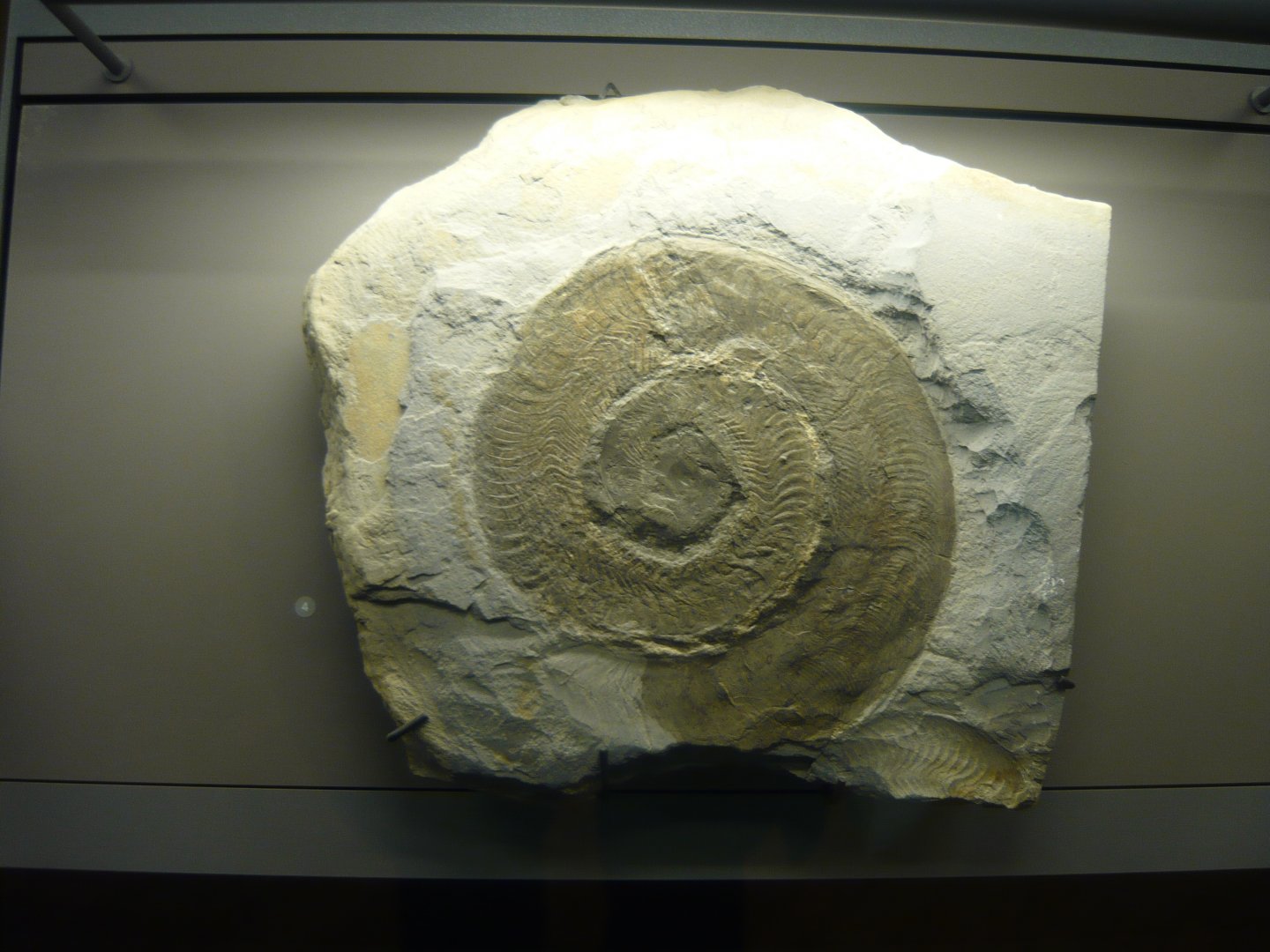 Harpoceras falciferum