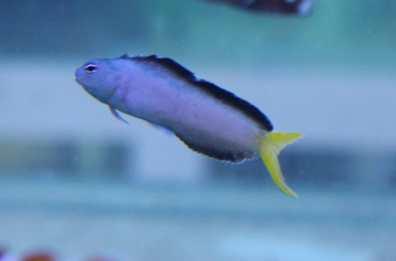 Harptail blenny - Meiacanthus abditus