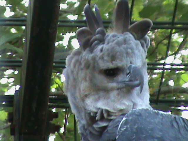 harpy eagle 050910