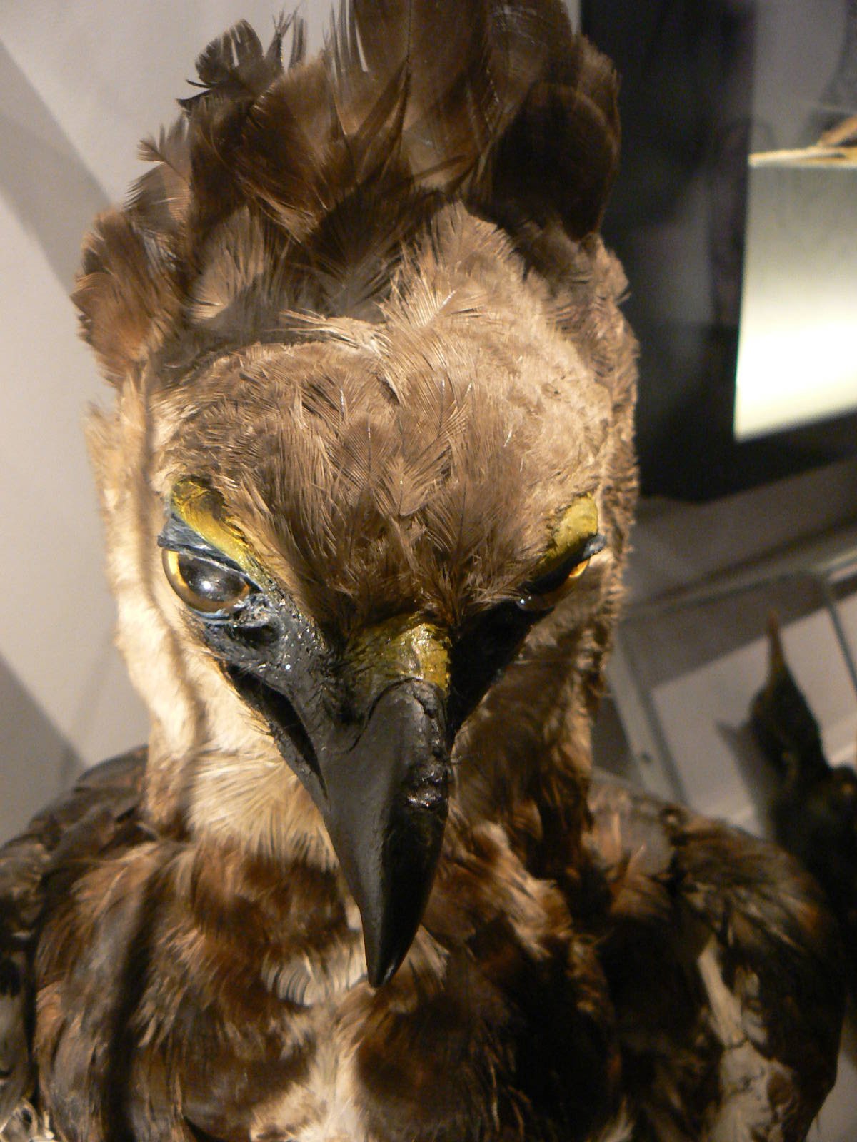 Harpy Eagle - 17 January 2016