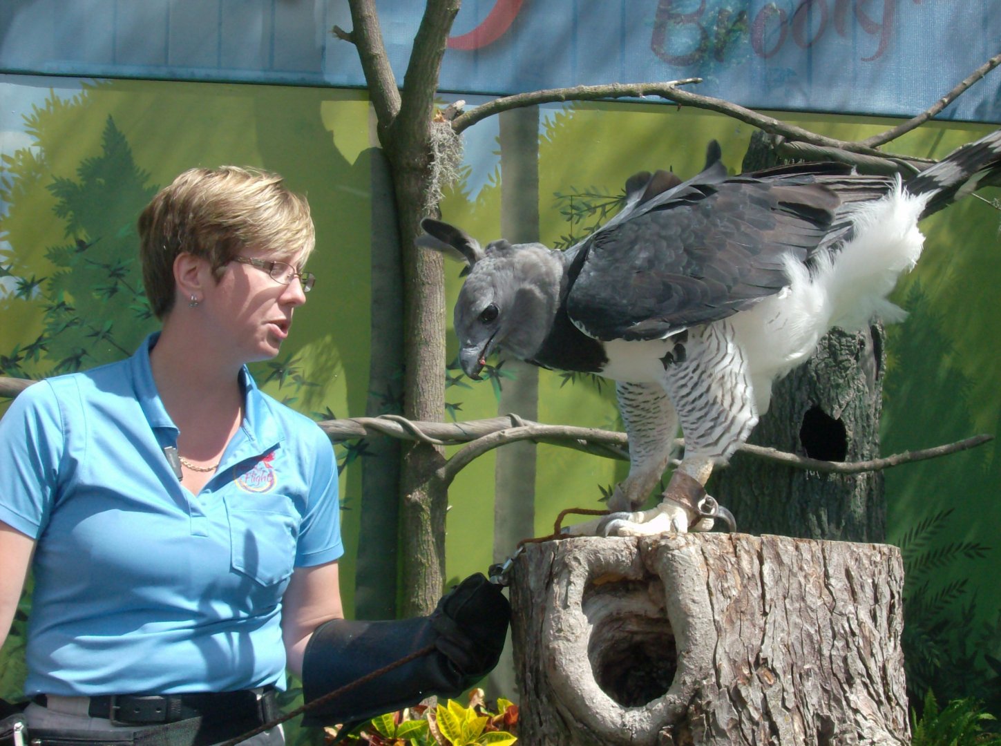 Harpy Eagle (2015)