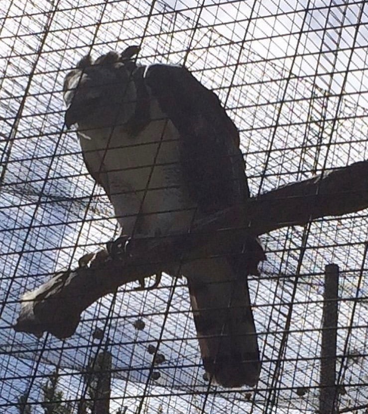 harpy eagle 2016