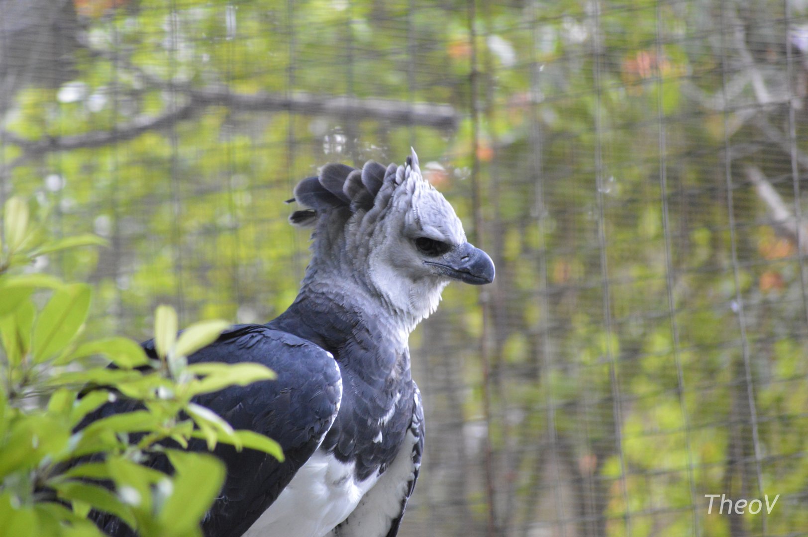 Harpy eagle [2017]
