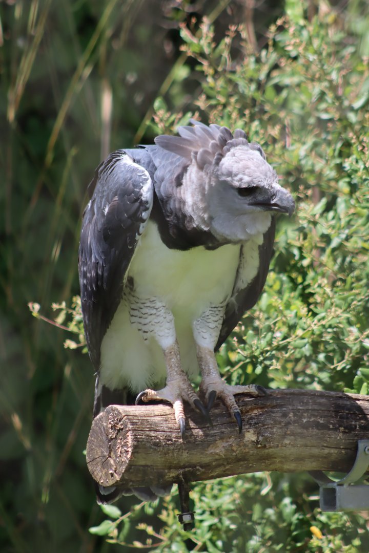 Harpy Eagle - 7 July 2024