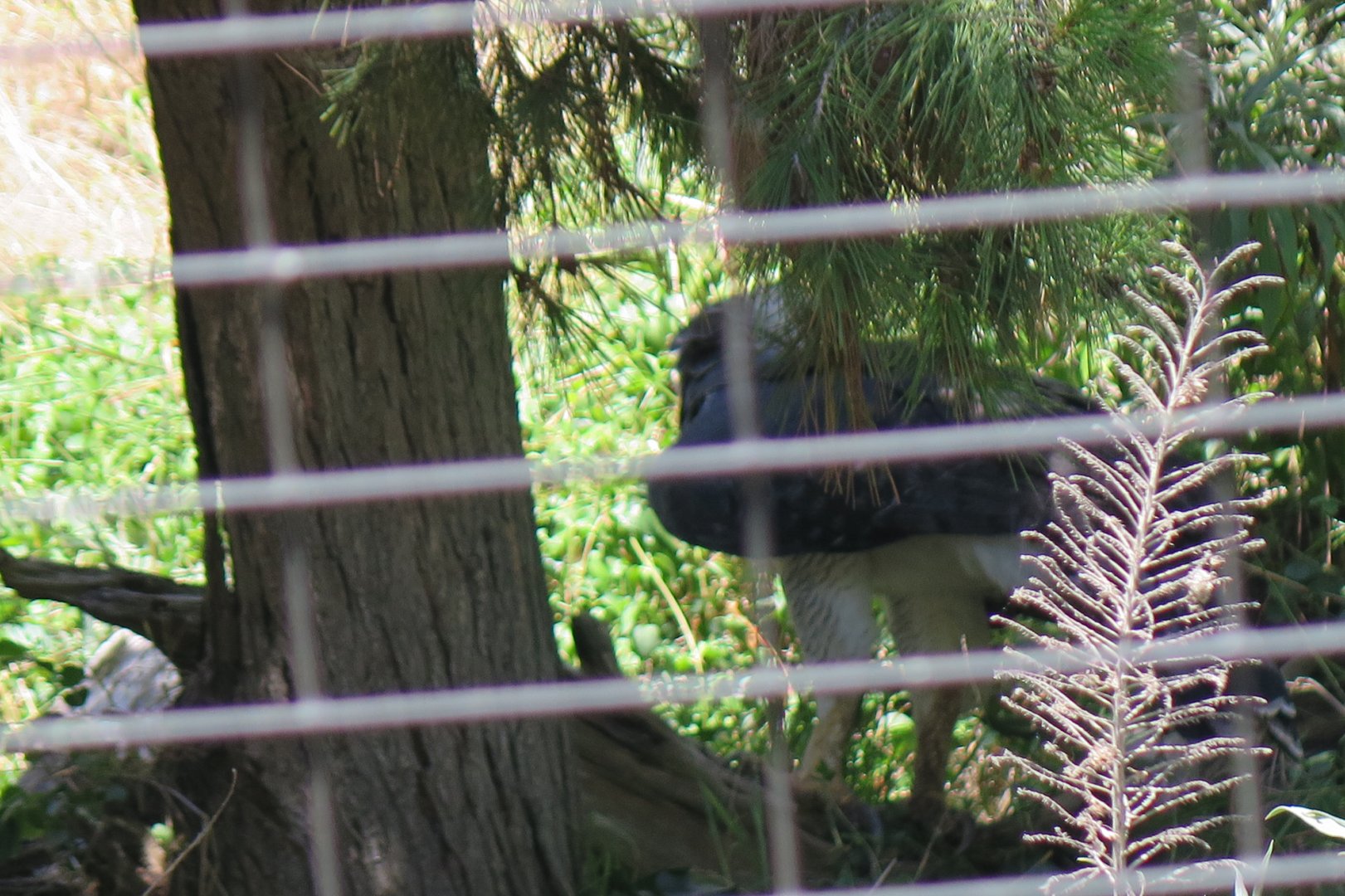 Harpy Eagle(8/23/2024)