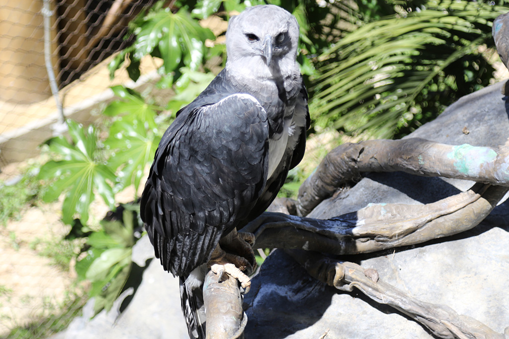 Harpy Eagle at LA Zoo 16th April 2016