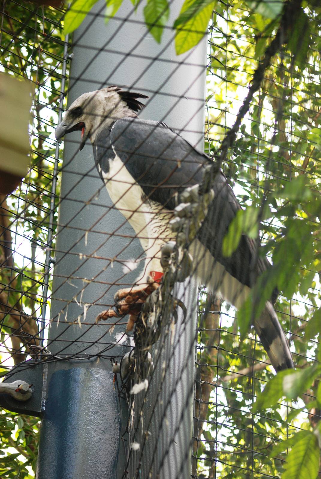 Harpy Eagle at Miami, 12/10/13