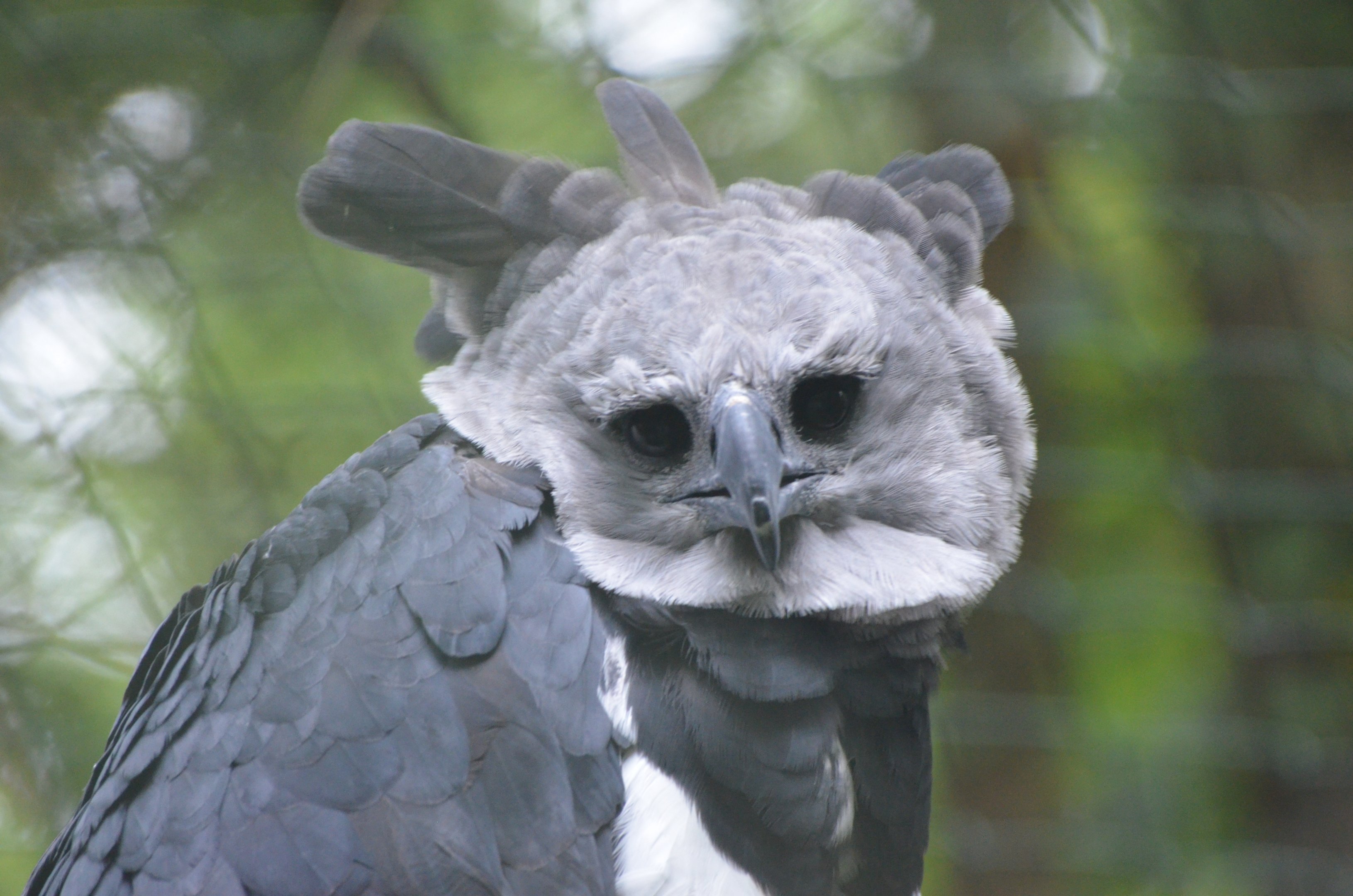 Harpy Eagle at Nuremberg, 08/09/19