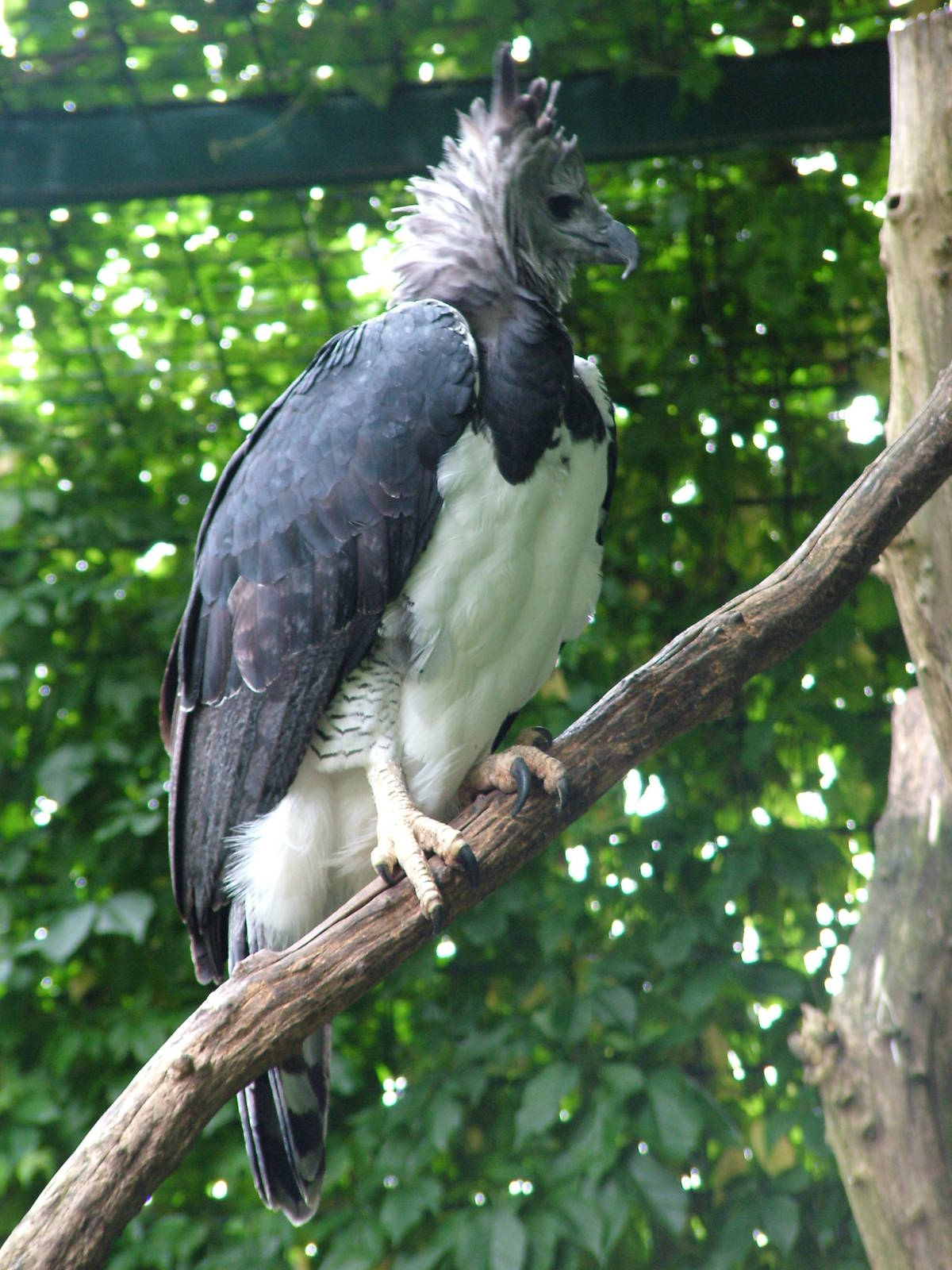 Harpy Eagle at Tierpark Berlin, 30/08/11