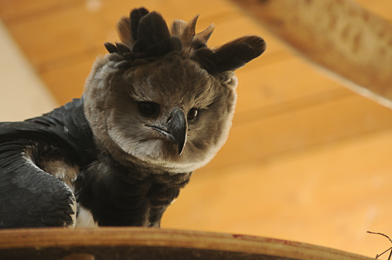 Harpy Eagle at Wuppertal