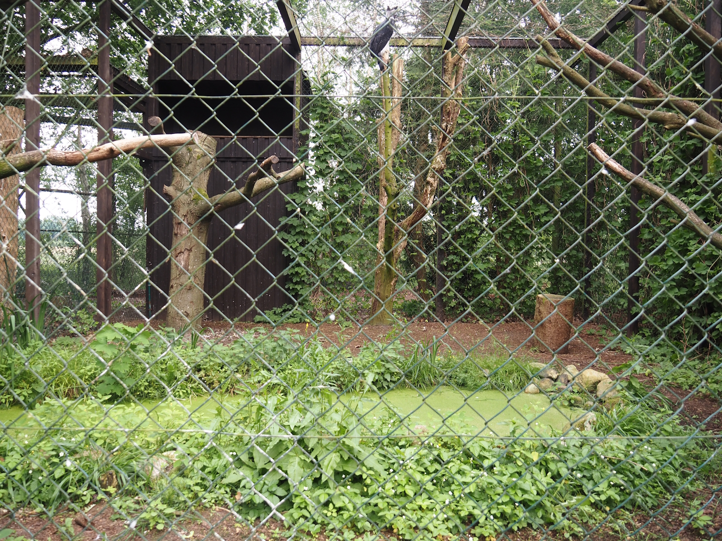 Harpy eagle aviary, 2024-05-21