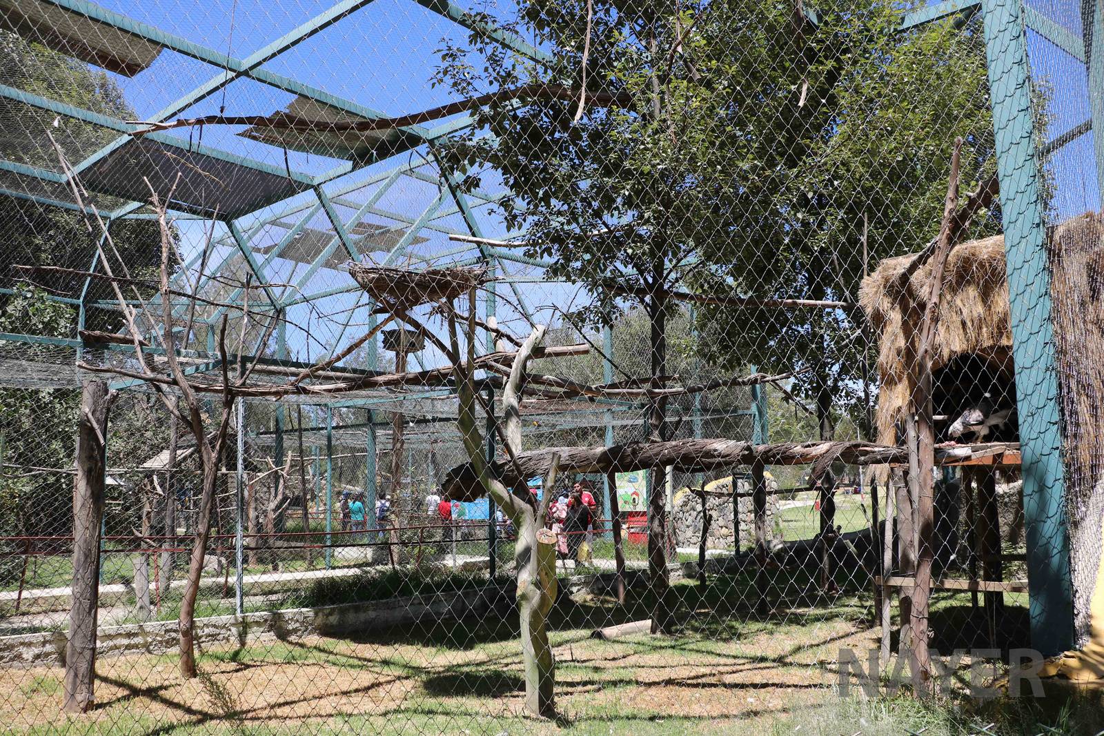 Harpy eagle aviary, March 2016