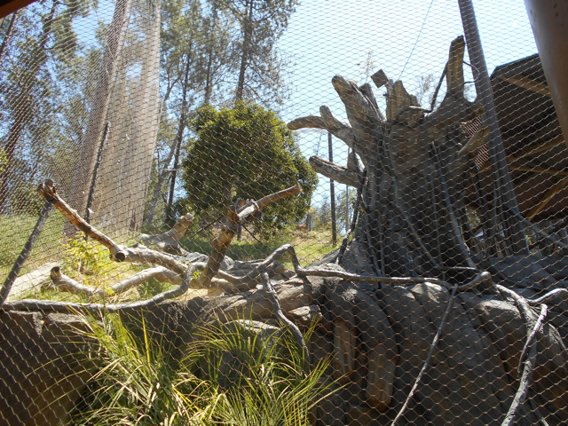 Harpy eagle aviary