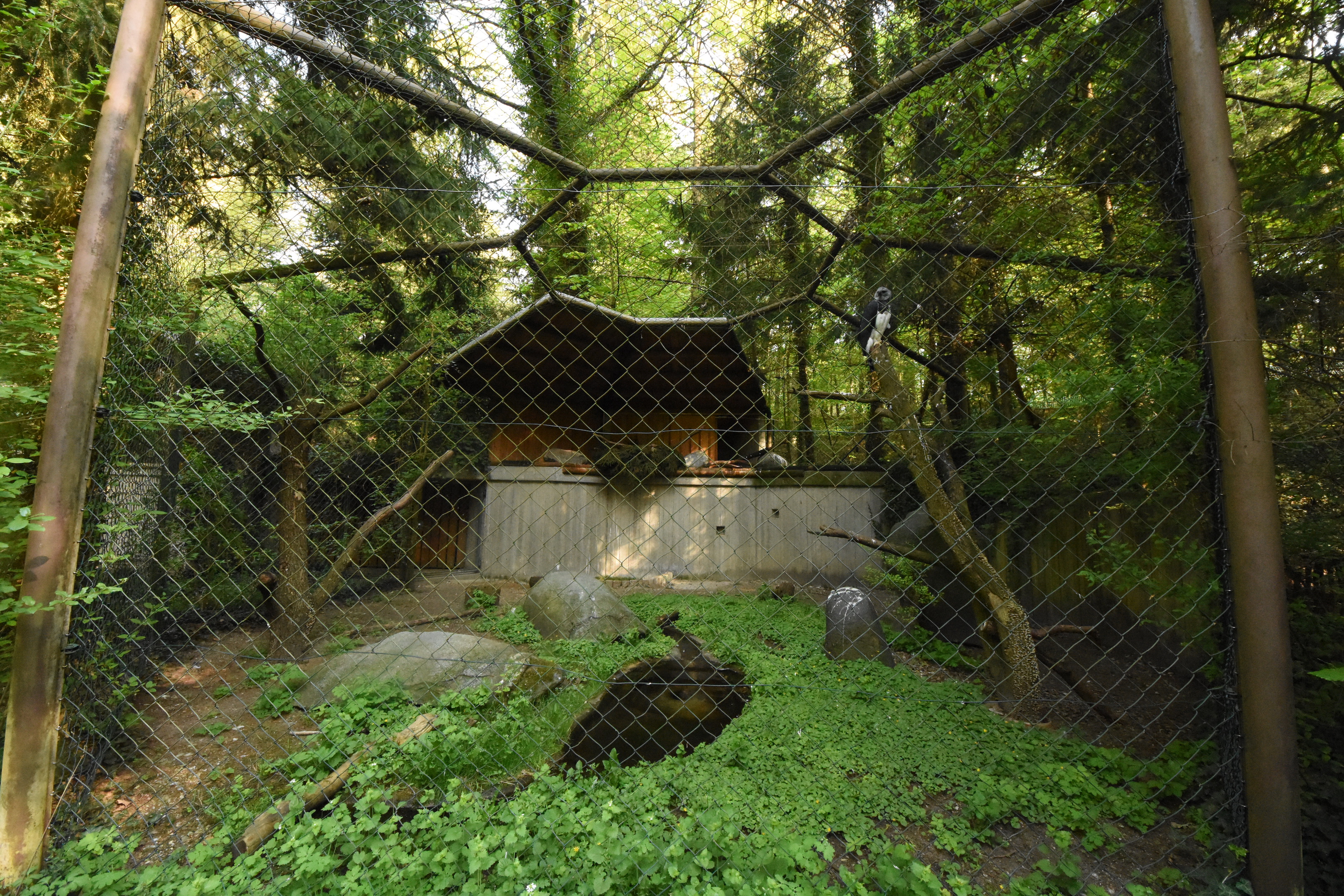 Harpy eagle aviary