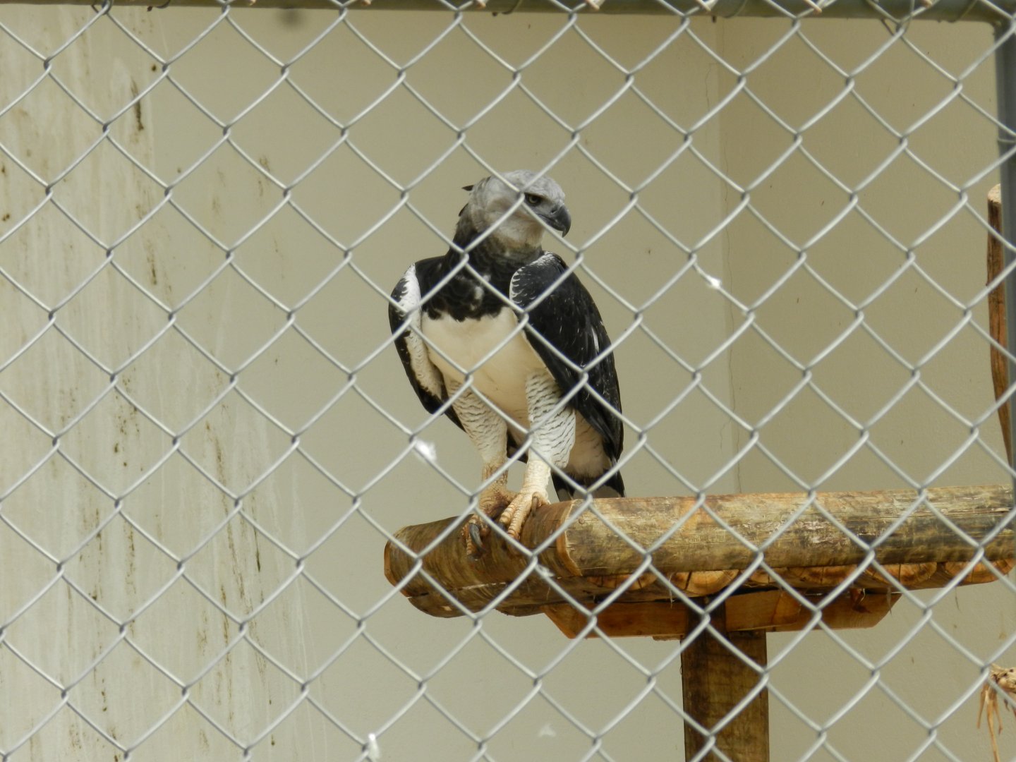 Harpy eagle - Belo Horizonte zoo