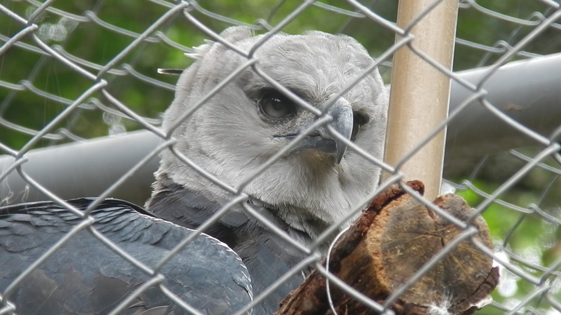 Harpy eagle - Belo Horizonte zoo