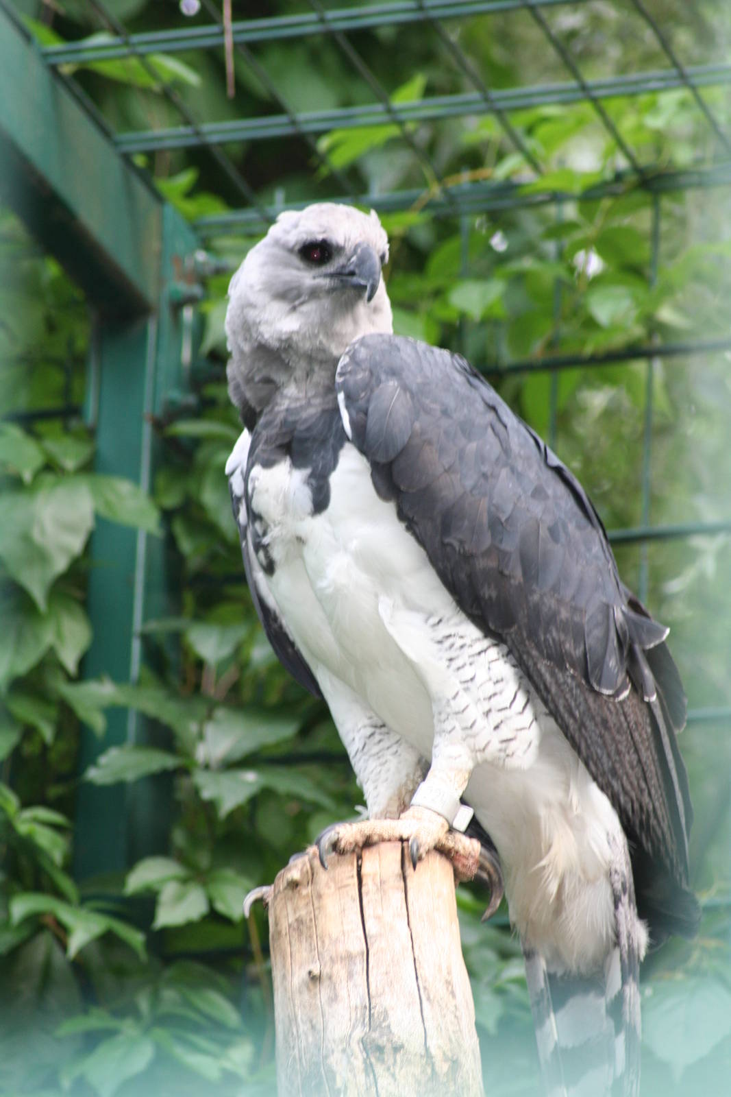 Harpy eagle - Berlin tierpark 08