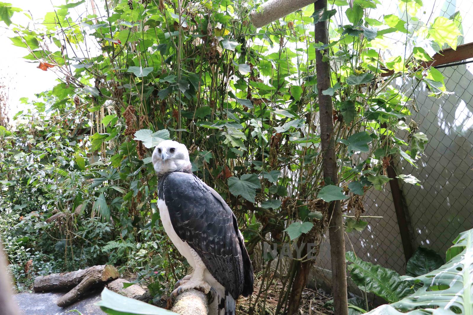 Harpy eagle - Bioparque la Reserva, March 2016