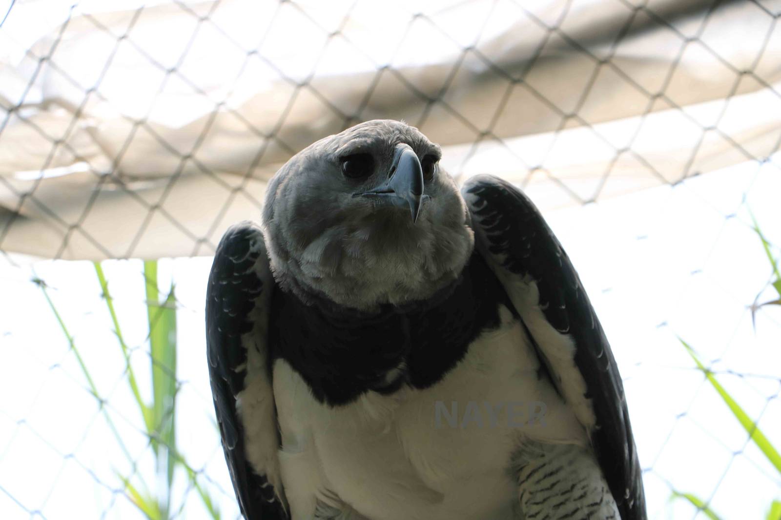 Harpy eagle - Bioparque la Reserva, March 2016