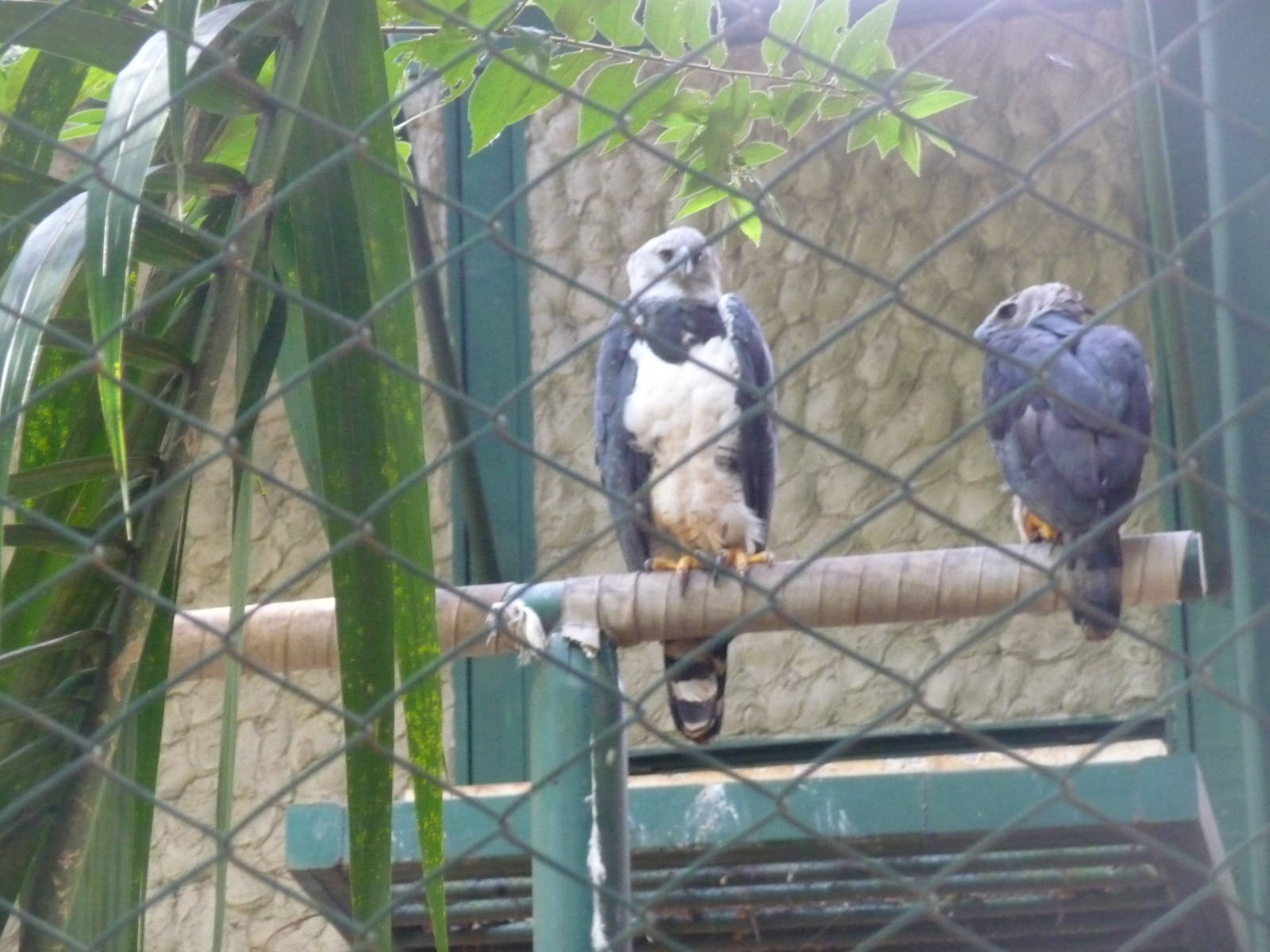 harpy eagle brazilia zoo