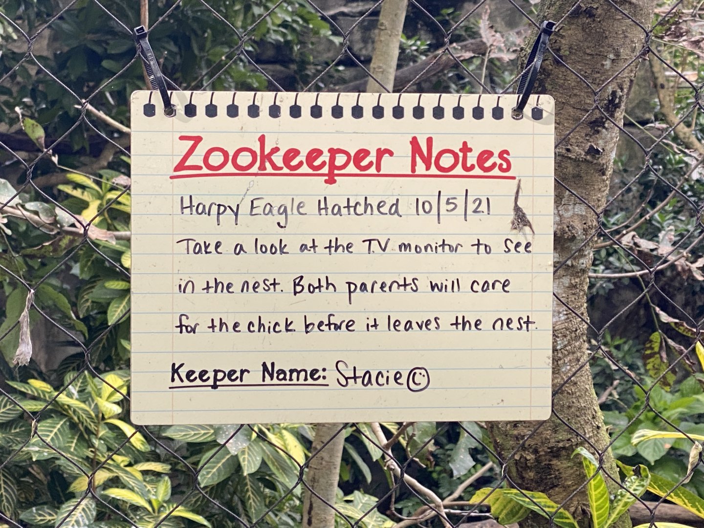 Harpy Eagle Chick Signage