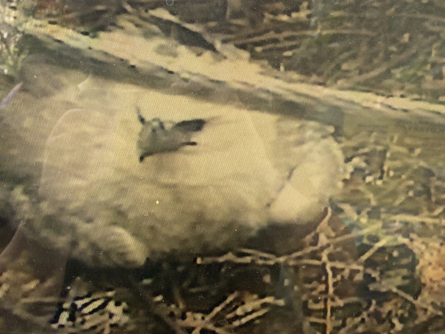 Harpy Eagle chick via on-site webcam